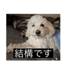 犬のきもち（字幕）（個別スタンプ：5）