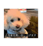 犬のきもち（字幕）（個別スタンプ：6）