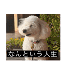 犬のきもち（字幕）（個別スタンプ：7）