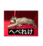 犬のきもち（字幕）（個別スタンプ：8）