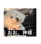 犬のきもち（字幕）（個別スタンプ：9）