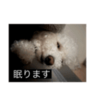 犬のきもち（字幕）（個別スタンプ：11）