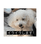 犬のきもち（字幕）（個別スタンプ：12）