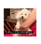 犬のきもち（字幕）（個別スタンプ：13）