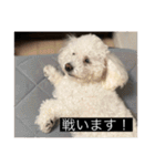 犬のきもち（字幕）（個別スタンプ：14）