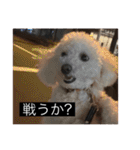 犬のきもち（字幕）（個別スタンプ：15）