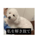 犬のきもち（字幕）（個別スタンプ：16）