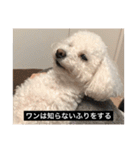 犬のきもち（字幕）（個別スタンプ：17）