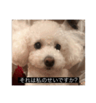 犬のきもち（字幕）（個別スタンプ：18）