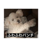 犬のきもち（字幕）（個別スタンプ：19）