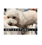 犬のきもち（字幕）（個別スタンプ：20）