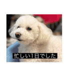 犬のきもち（字幕）（個別スタンプ：21）