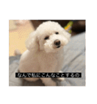犬のきもち（字幕）（個別スタンプ：22）