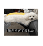 犬のきもち（字幕）（個別スタンプ：23）