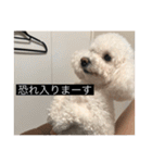犬のきもち（字幕）（個別スタンプ：24）
