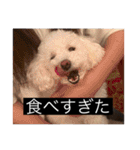 犬のきもち（字幕）（個別スタンプ：25）