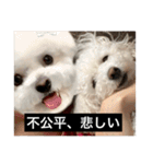 犬のきもち（字幕）（個別スタンプ：26）
