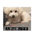 犬のきもち（字幕）（個別スタンプ：27）