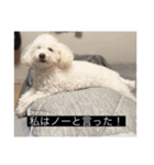 犬のきもち（字幕）（個別スタンプ：28）