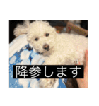 犬のきもち（字幕）（個別スタンプ：29）