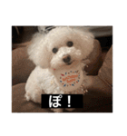 犬のきもち（字幕）（個別スタンプ：30）