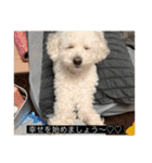 犬のきもち（字幕）（個別スタンプ：31）