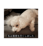 犬のきもち（字幕）（個別スタンプ：32）