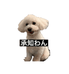 犬のきもち（字幕）（個別スタンプ：34）