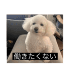 犬のきもち（字幕）（個別スタンプ：35）