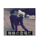 犬のきもち（字幕）（個別スタンプ：36）