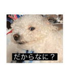 犬のきもち（字幕）（個別スタンプ：37）