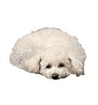 犬のきもち（字幕）（個別スタンプ：38）