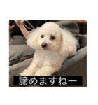 犬のきもち（字幕）（個別スタンプ：39）
