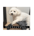 犬のきもち（字幕）（個別スタンプ：40）
