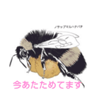 ミツバチと生き物いろいろvol.12.1（個別スタンプ：18）