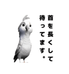 素っ気ないインコ [修正版]（個別スタンプ：9）