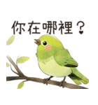 小鳥メジロ（中国語）（個別スタンプ：15）