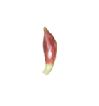 みょうが（茗荷）（個別スタンプ：7）