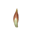 みょうが（茗荷）（個別スタンプ：12）