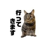 もじもじ猫きっと3（個別スタンプ：1）