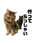 もじもじ猫きっと3（個別スタンプ：2）