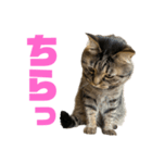 もじもじ猫きっと3（個別スタンプ：3）