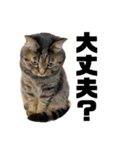 もじもじ猫きっと3（個別スタンプ：4）