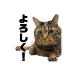 もじもじ猫きっと3（個別スタンプ：5）