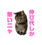 もじもじ猫きっと3（個別スタンプ：6）
