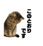 もじもじ猫きっと3（個別スタンプ：7）