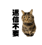 もじもじ猫きっと3（個別スタンプ：8）