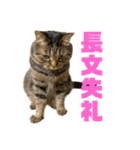 もじもじ猫きっと3（個別スタンプ：9）