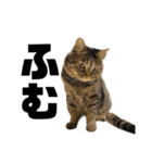 もじもじ猫きっと3（個別スタンプ：11）