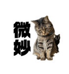 もじもじ猫きっと3（個別スタンプ：12）